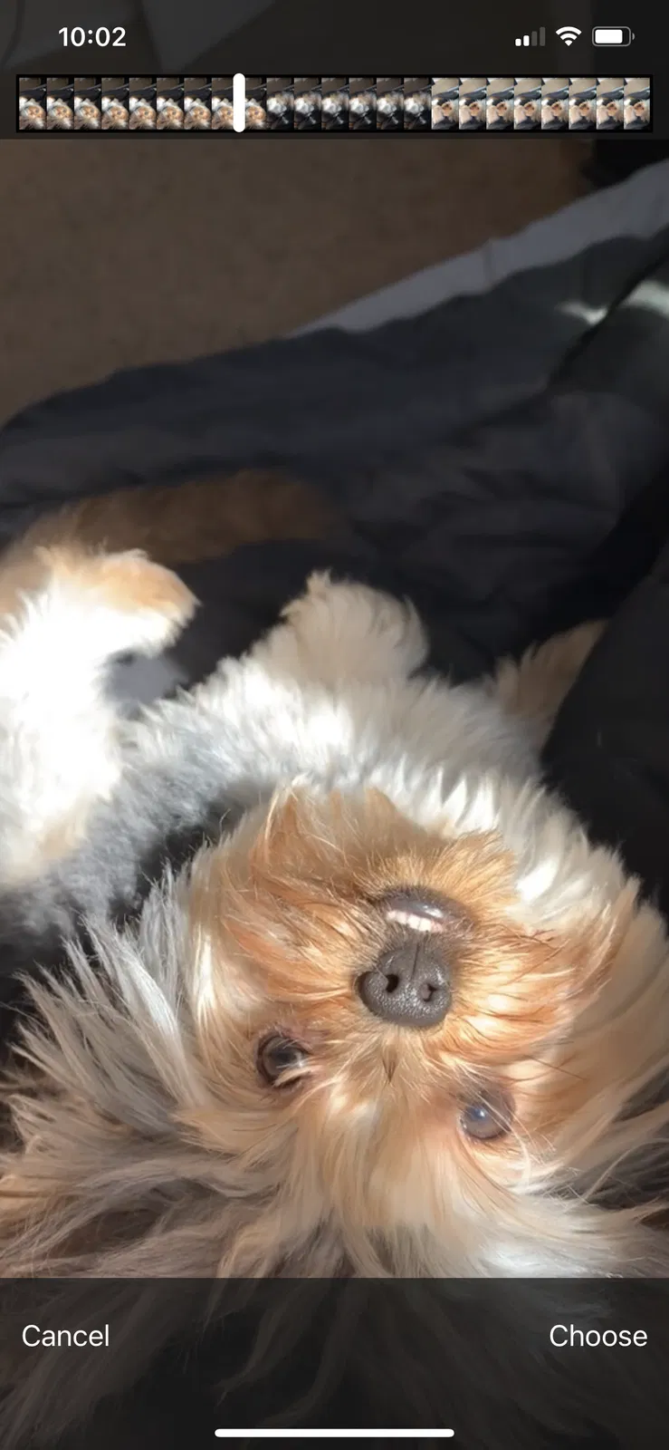Lost dog in Victorville, CA, 92392