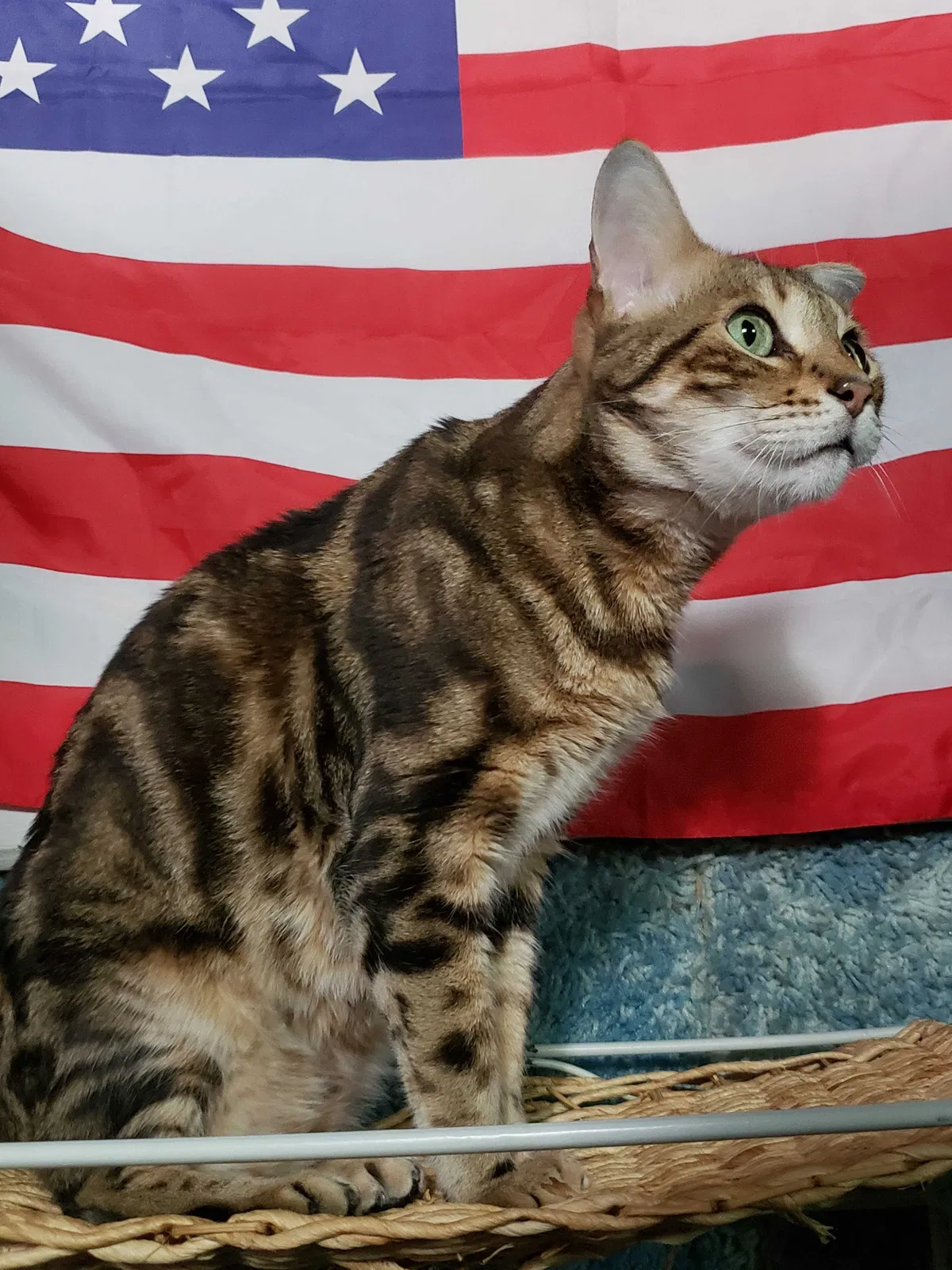 Lost cat in Saint Louis, MO, 63136