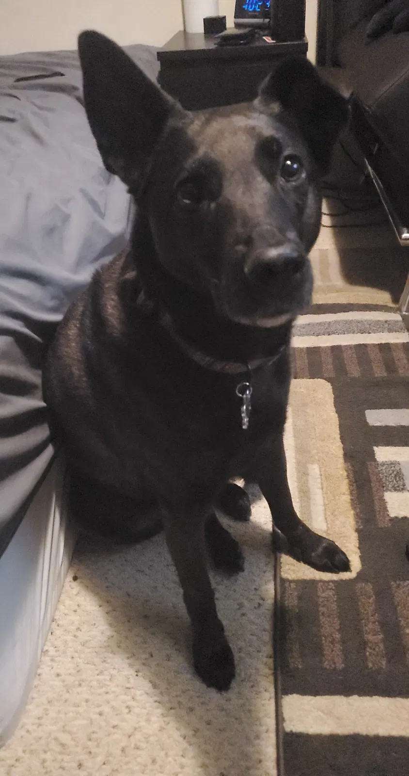 Lost dog in Vista, CA, 92081