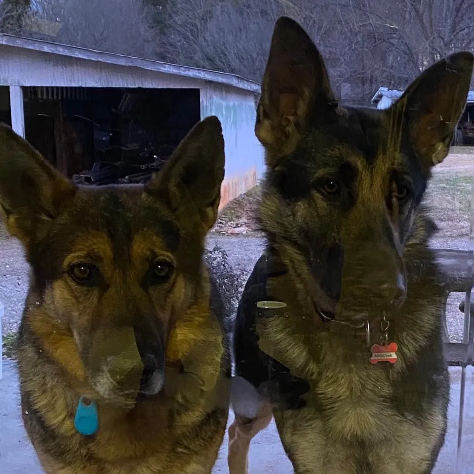 Lost dog in Conover, NC, 28613