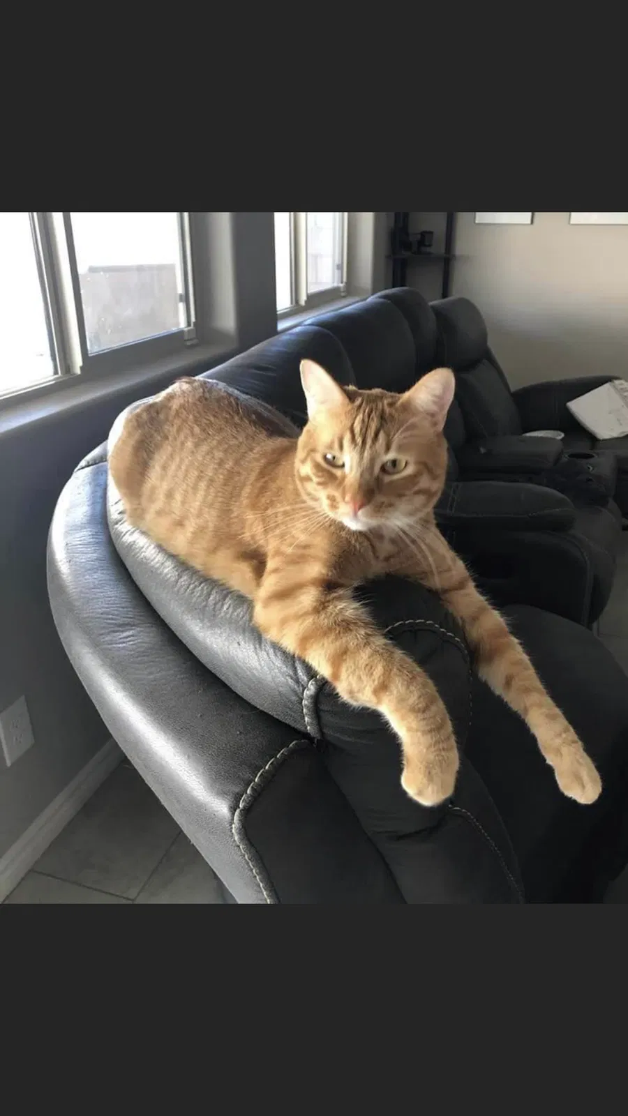Lost cat in Henderson, NV, 89002