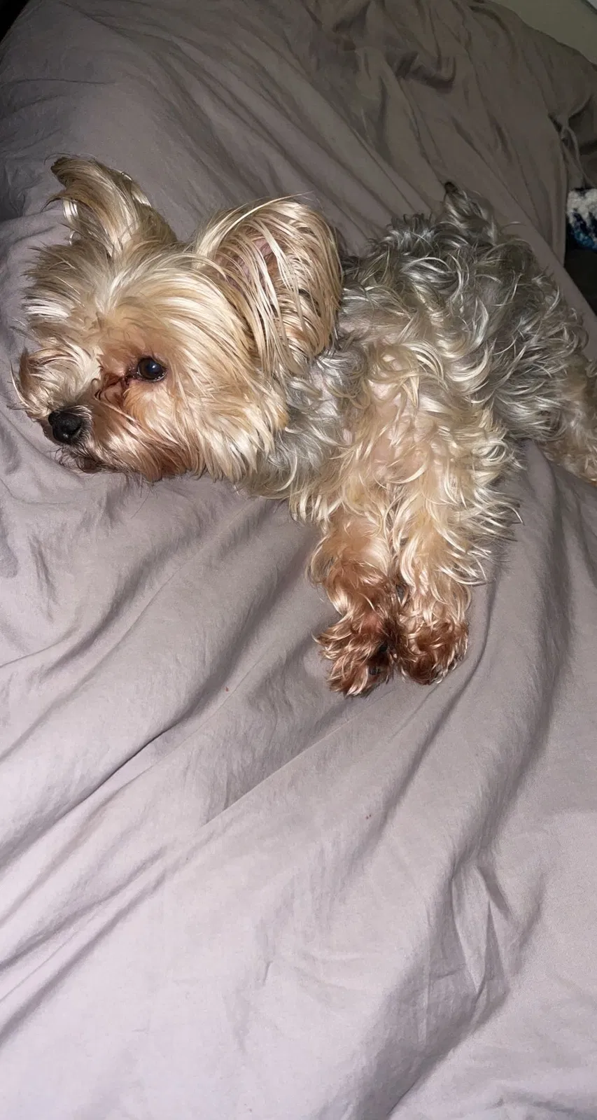 Lost dog in Everett, WA, 98208