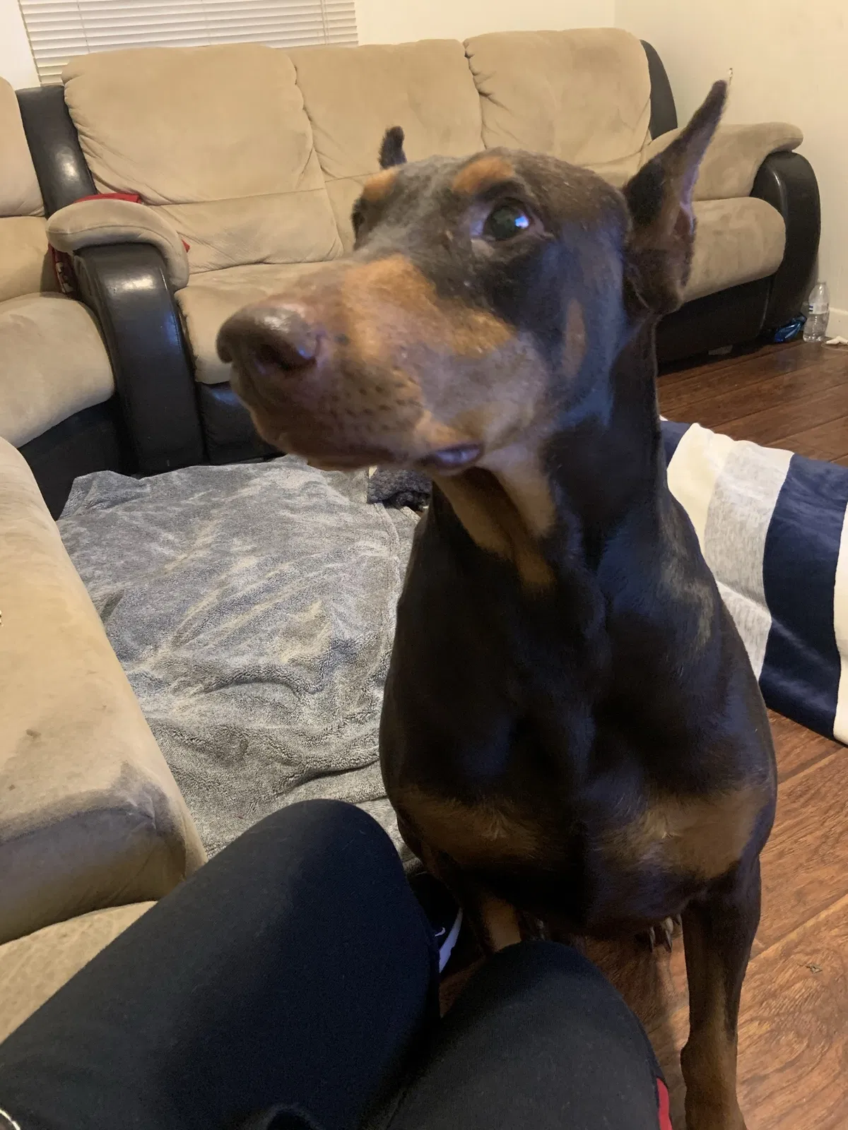 Lost dog in Clovis, CA, 93619