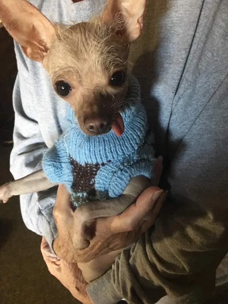 Lost dog in Mooresville, NC, 28115