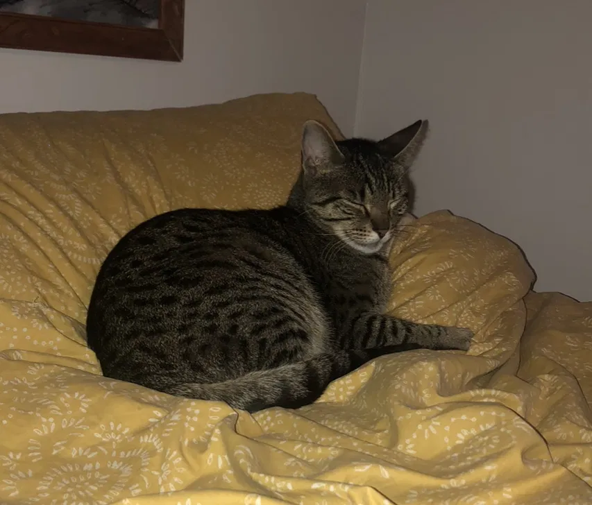 Lost cat in Seattle, WA, 98144