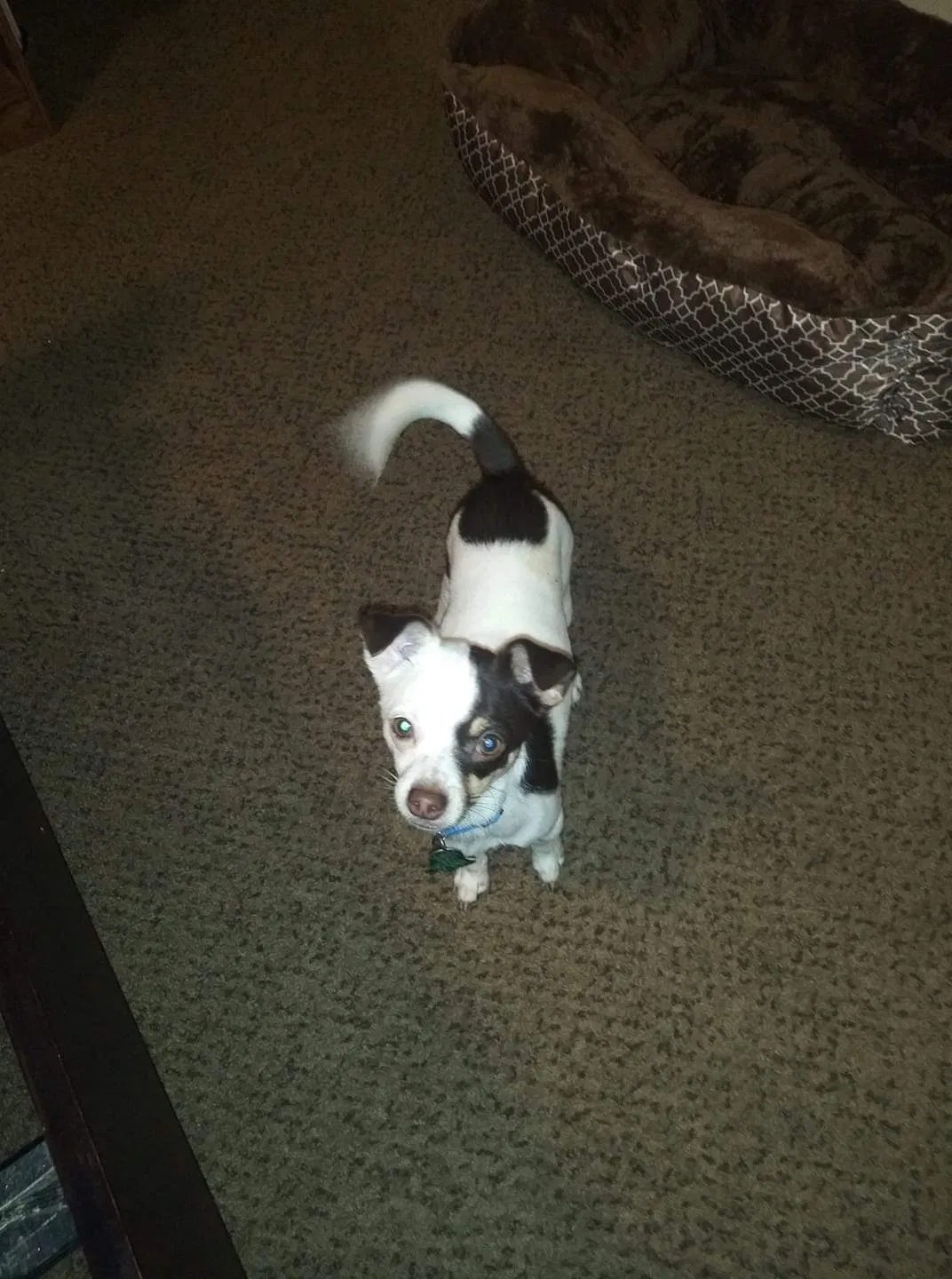 Lost dog in Oklahoma City, OK, 73129