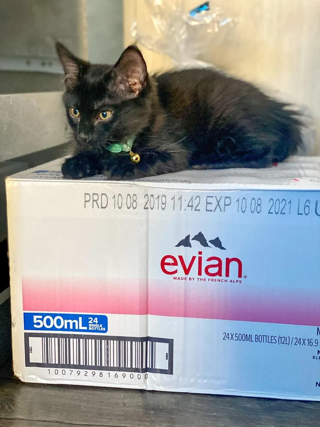 Lost cat in Atlanta, GA, 30341