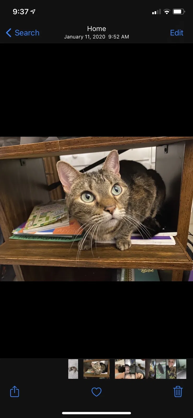 Lost cat in Daytona Beach, FL, 32117