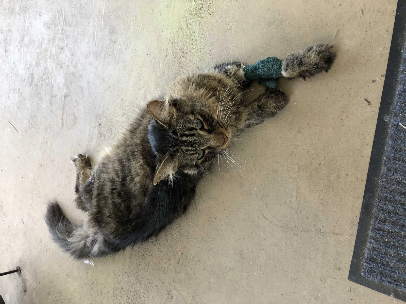 Lost cat in Nokomis, FL, 34275