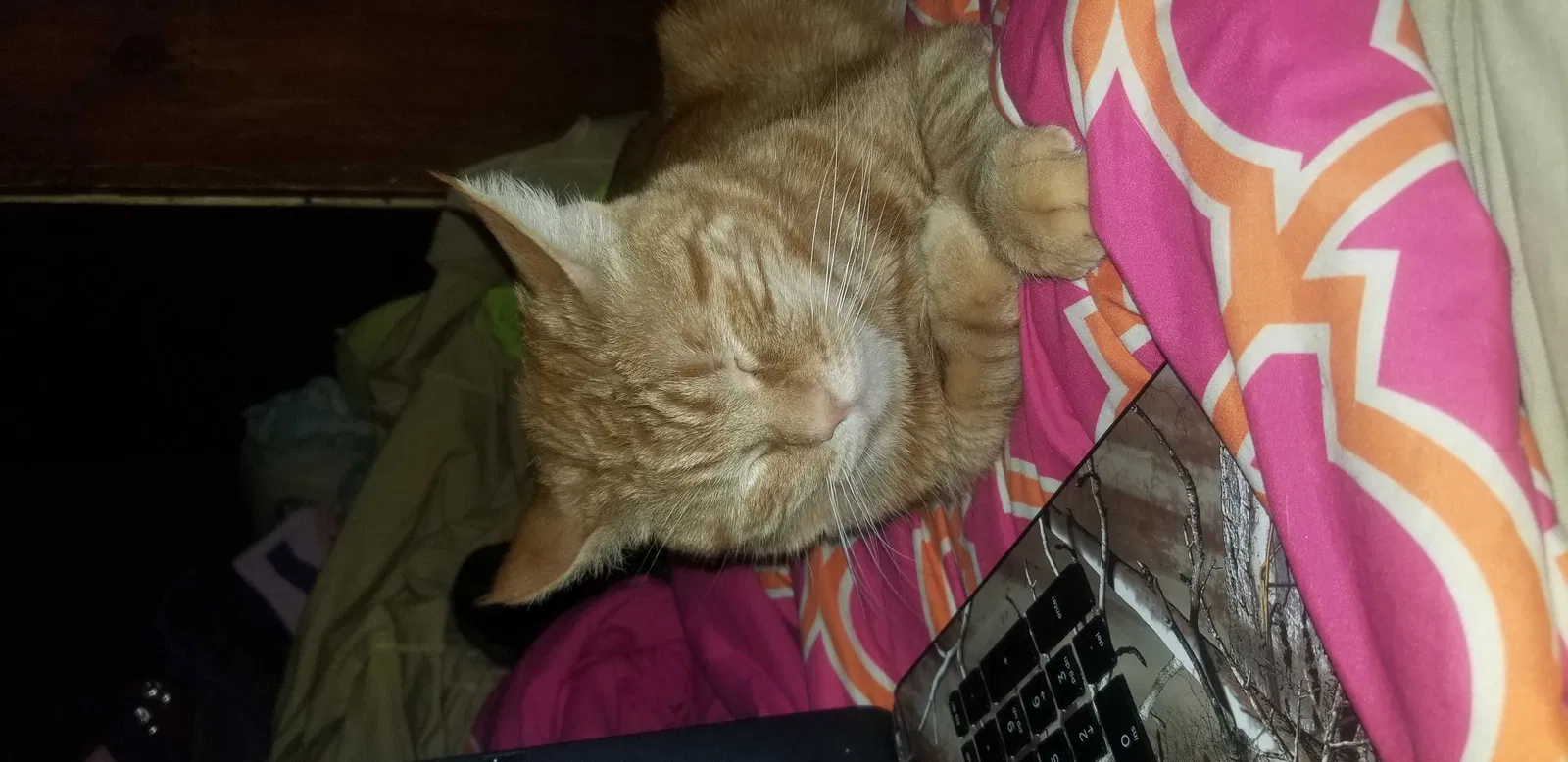 Lost cat in Twin Peaks, CA, 92391