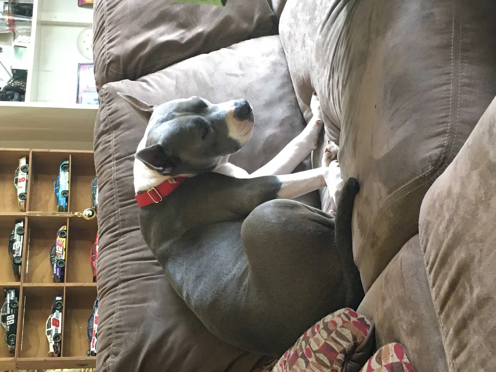 Lost dog in Columbia, TN, 38401