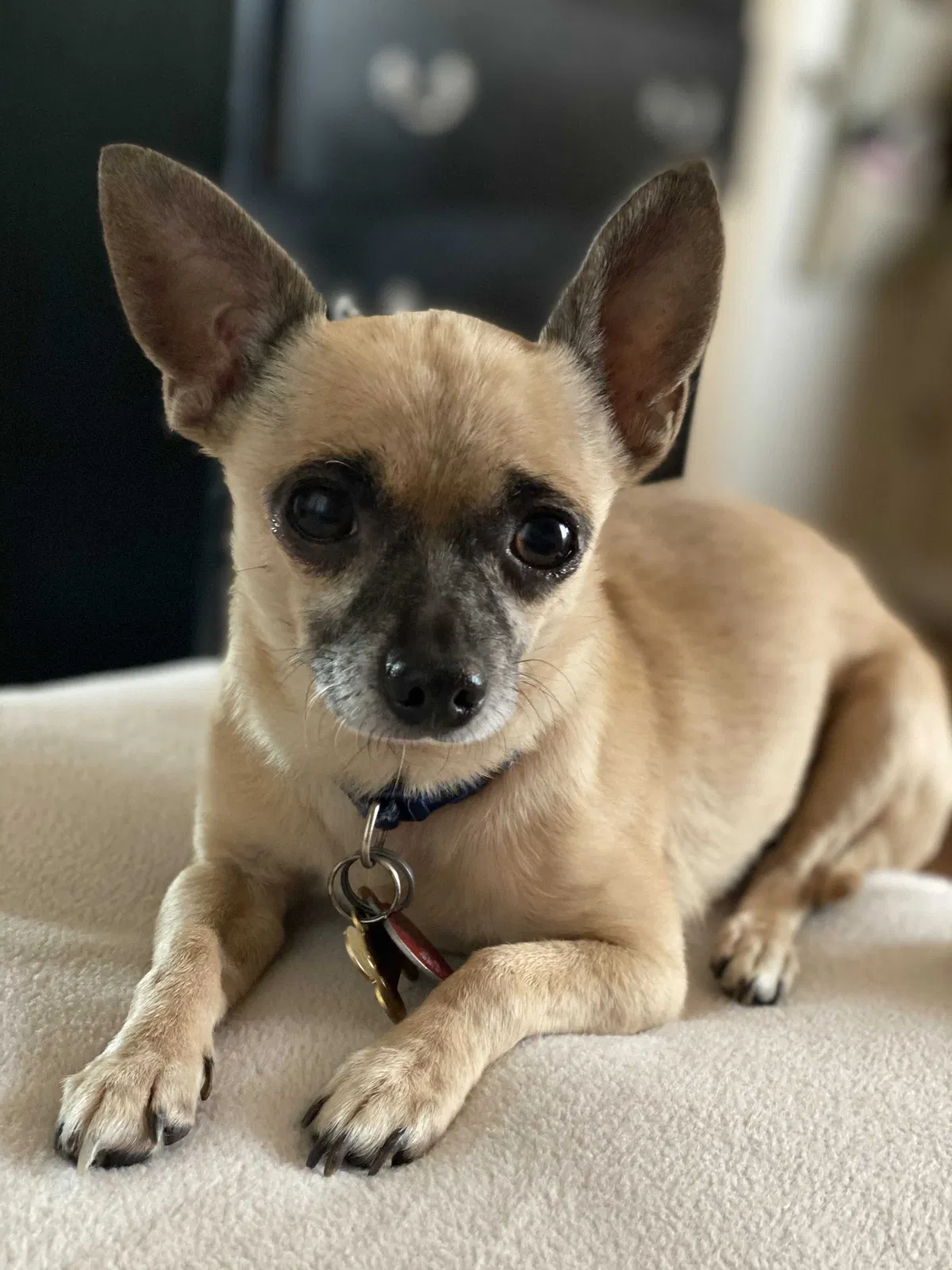 Lost dog in Loomis, CA, 95650