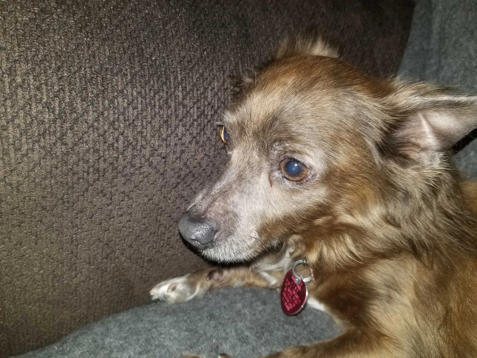 Lost dog in Fort Worth, TX, 76114
