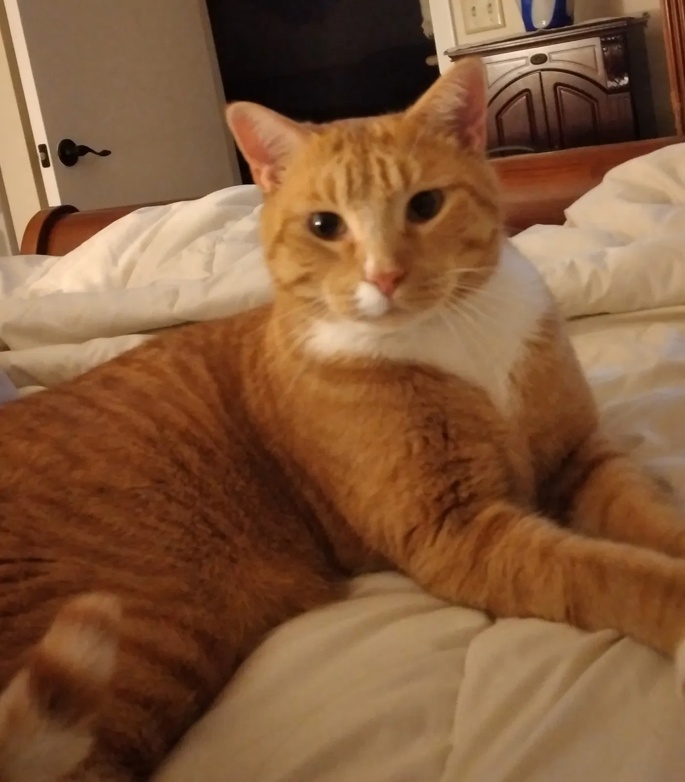 Lost cat in New Kent, VA, 23124