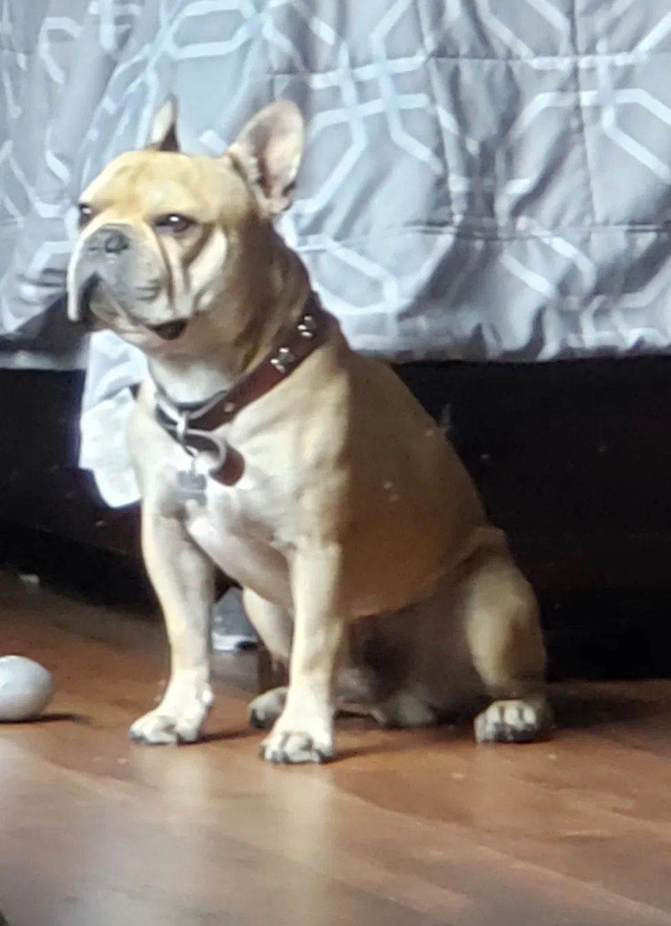 Lost dog in Cibolo, TX, 78108