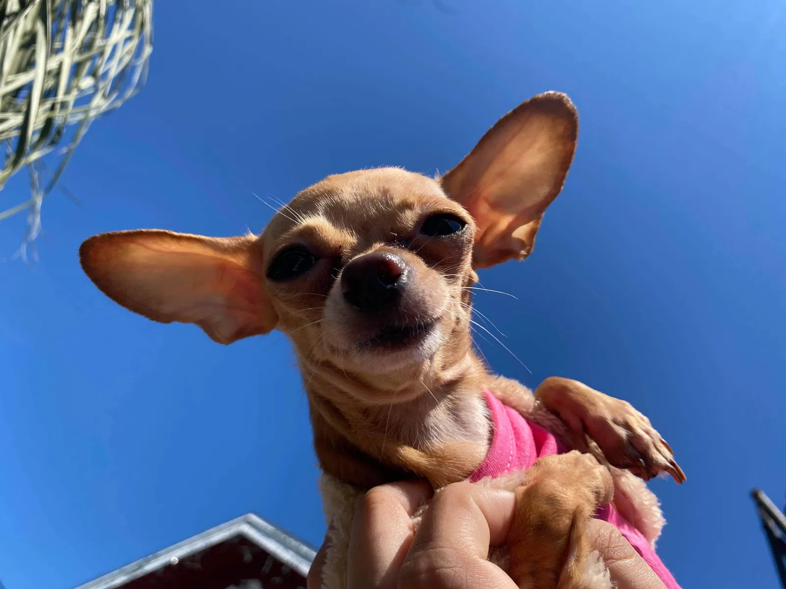 Lost dog in Corpus Christi, TX, 78404