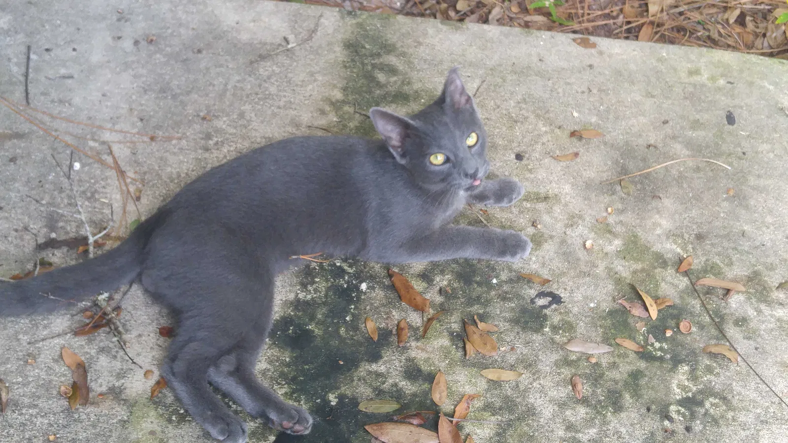 Lost cat in Altamonte Springs, FL, 32701