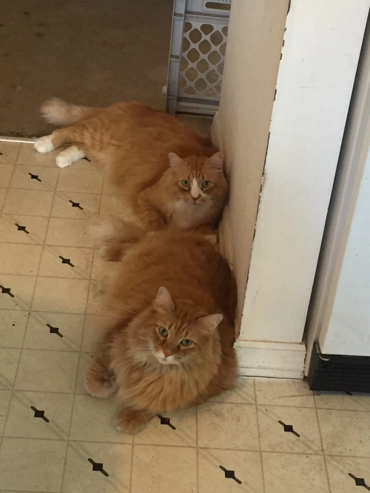 Lost cat in Saint Petersburg, FL, 33703