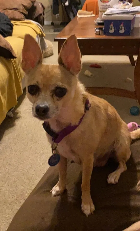 Lost dog in Waynesville, OH, 45068