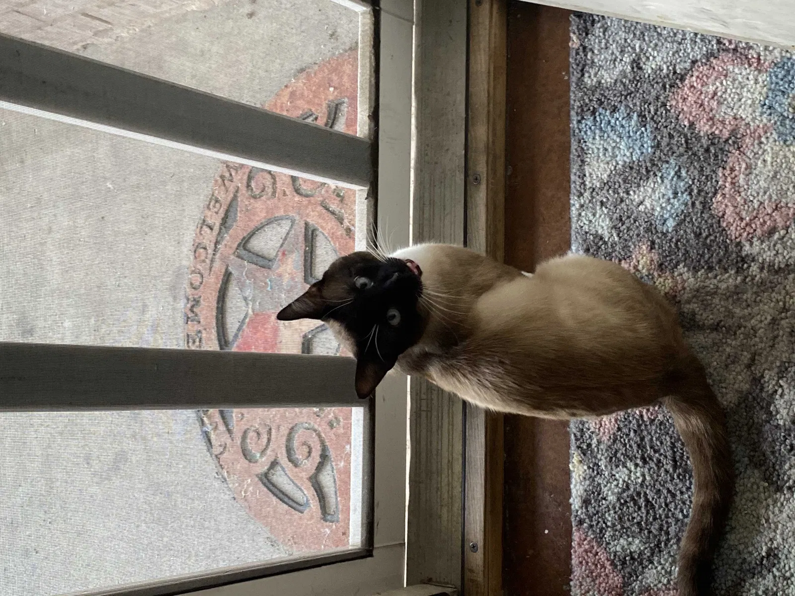 Lost cat in Cleburne, TX, 76033