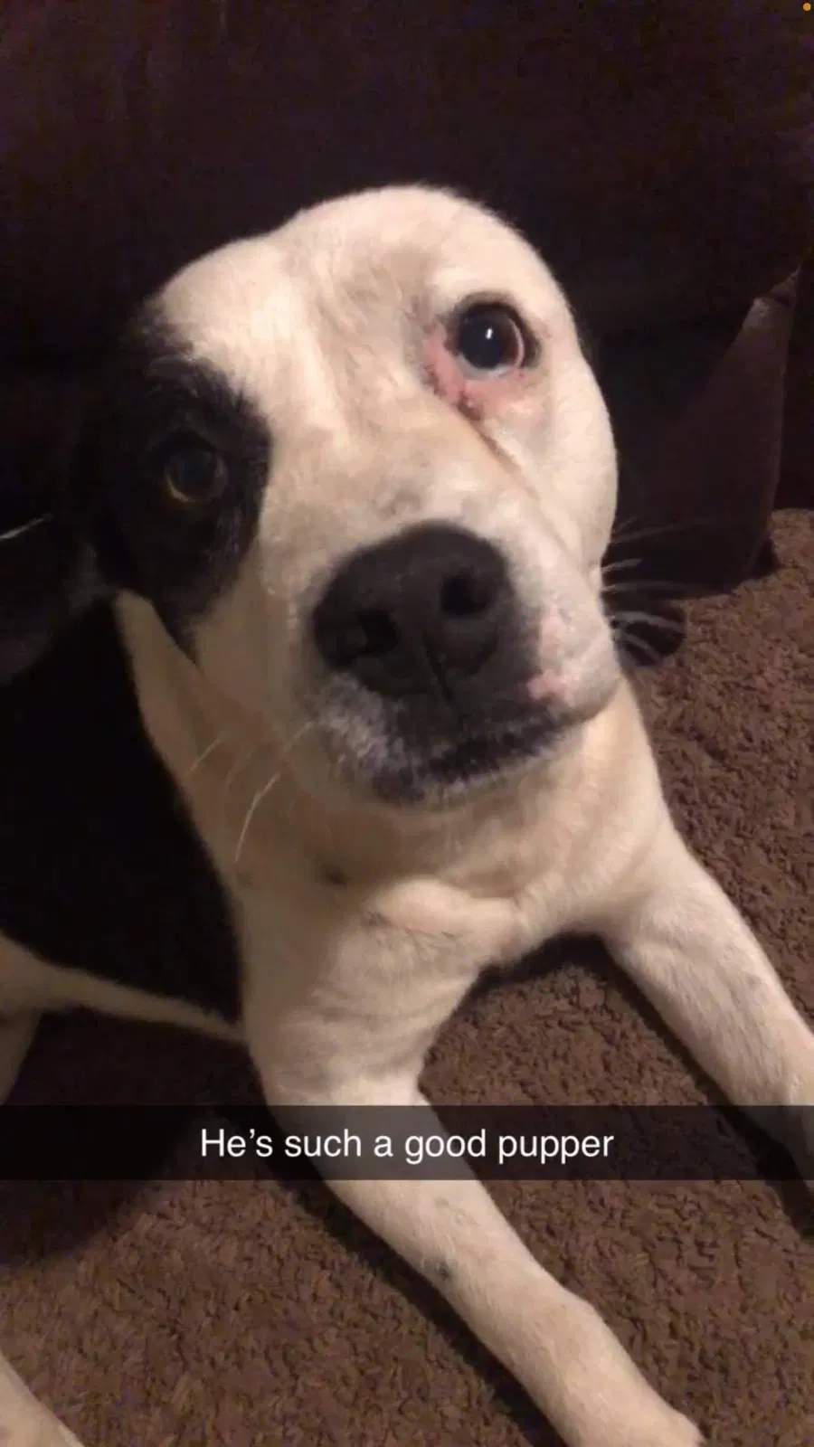 Lost dog in Tulsa, OK, 74127