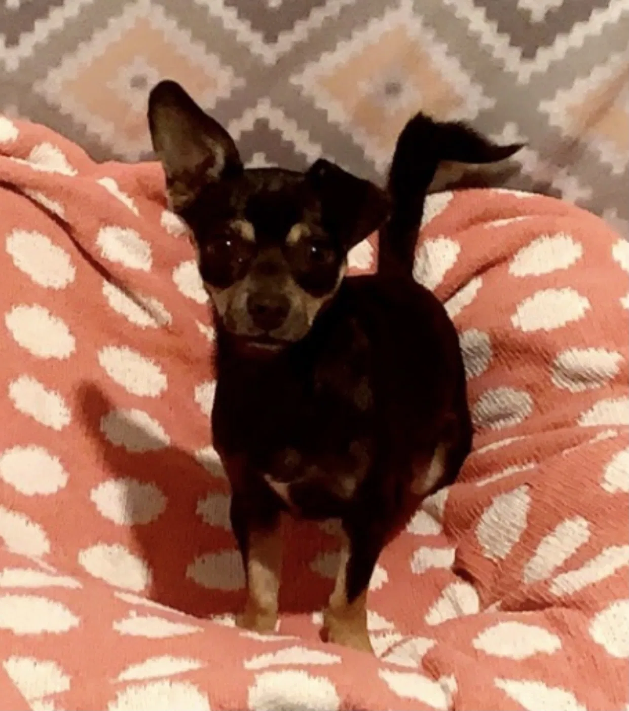 Lost dog in San Bernardino, CA, 92405