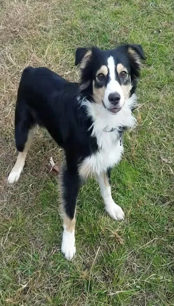 Lost dog in Corsicana, TX, 75109