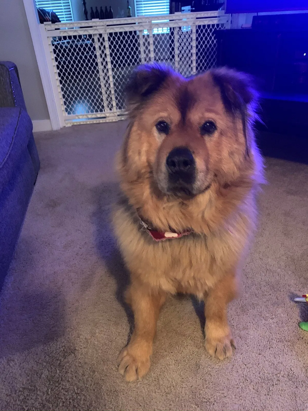 Lost dog in Powhatan, VA, 23139