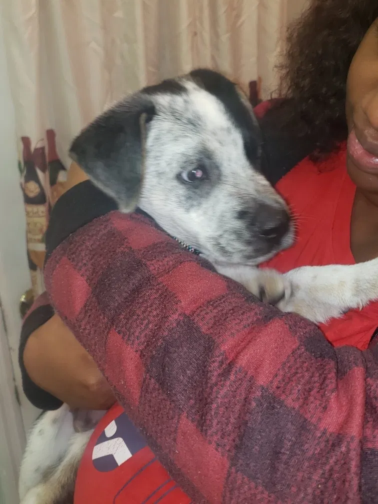 Lost dog in Chattanooga, TN, 37406
