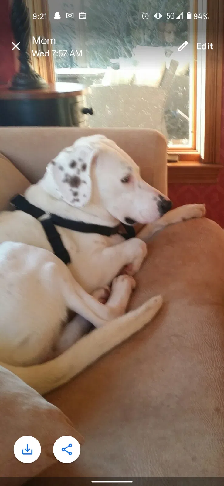 Lost dog in Knoxville, TN, 37934