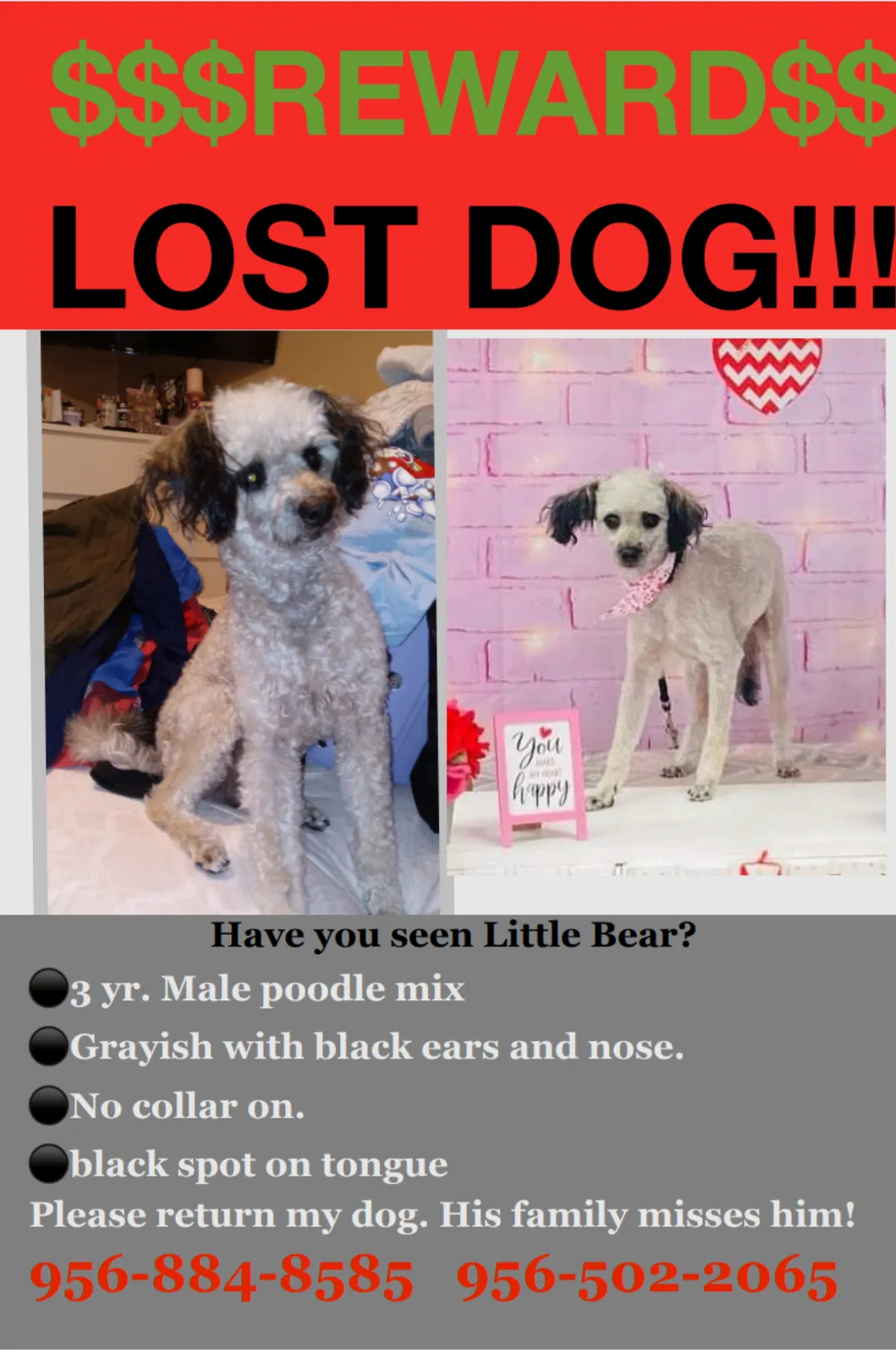 Lost dog in Edinburg, TX, 78539