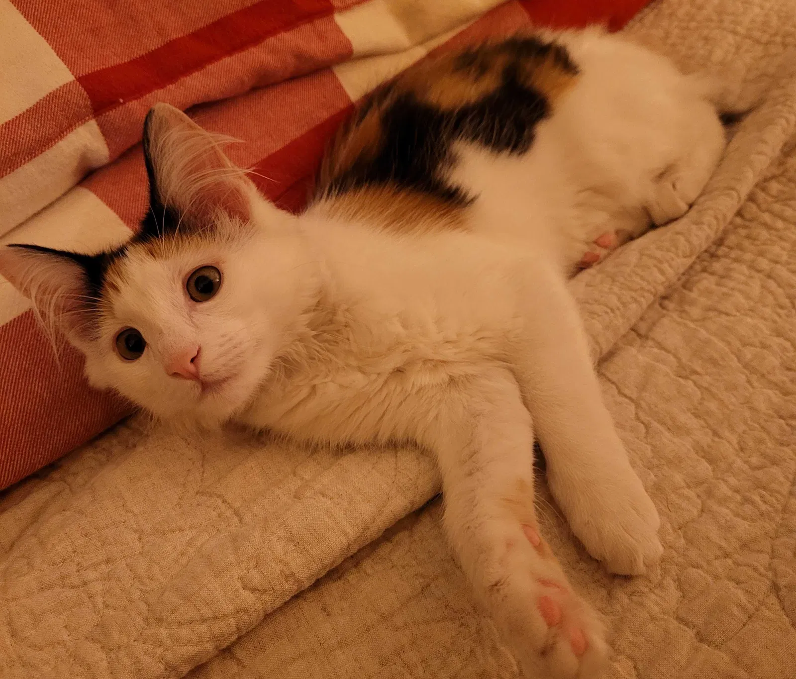 Lost cat in Dallas, TX, 75244