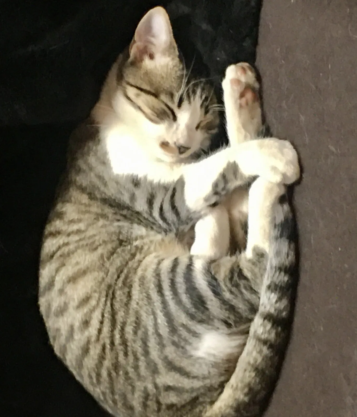 Lost cat in Ramona, CA, 92065