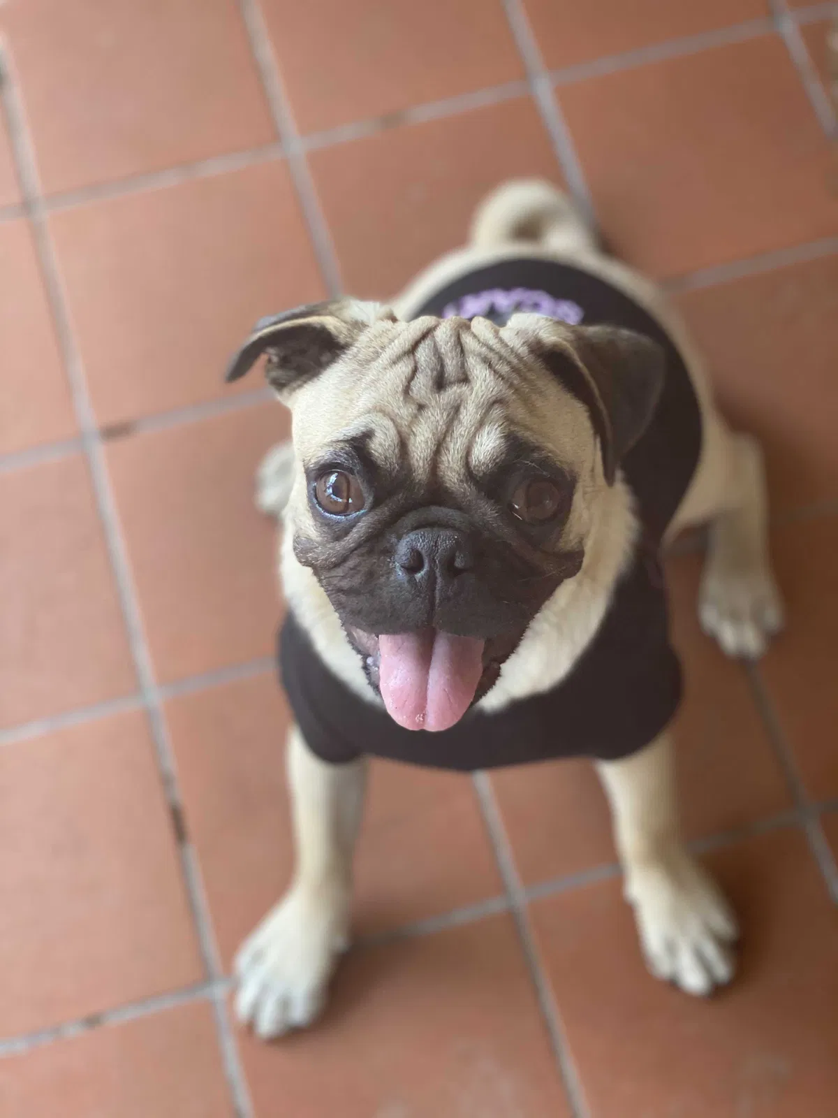 Lost dog in Baldwin Park, CA, 91706