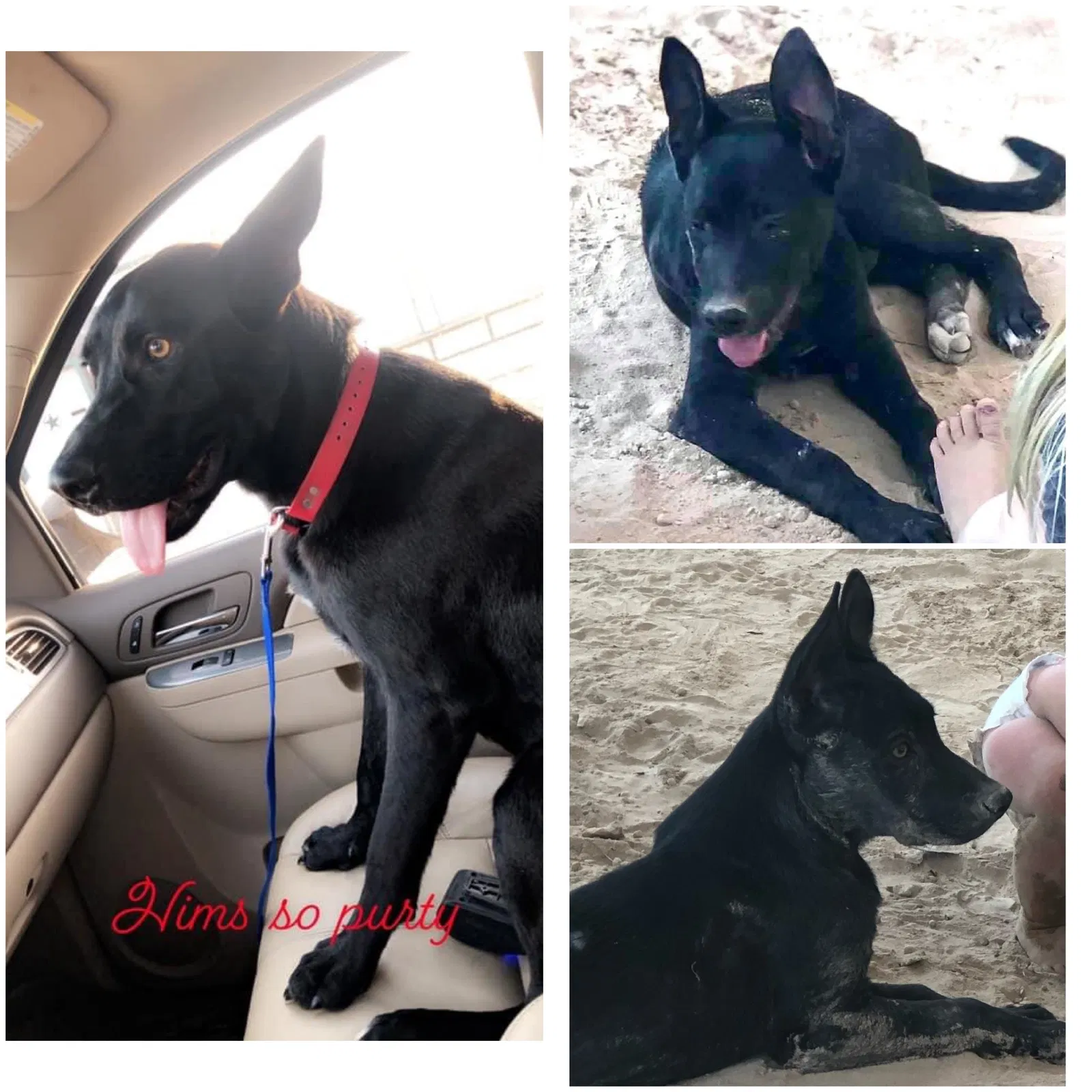 Lost dog in Cleveland, TX, 77328