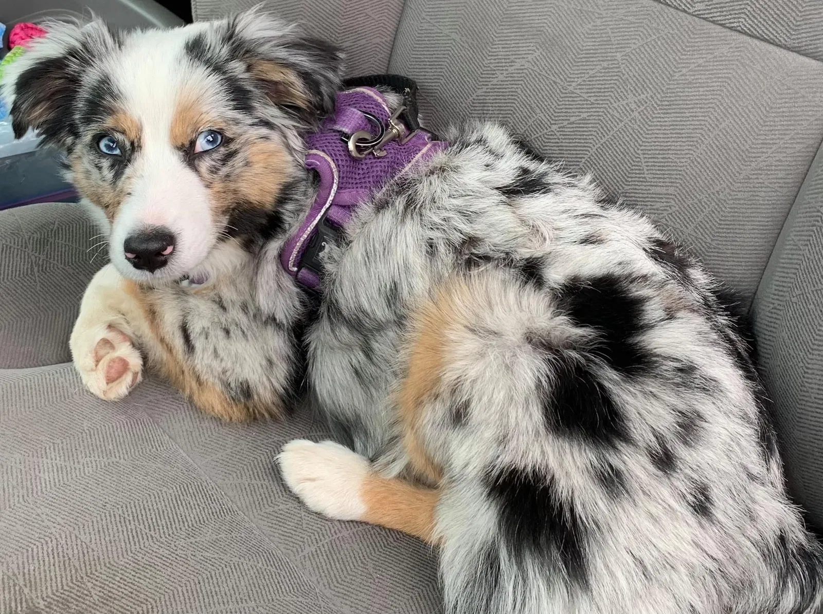 Lost dog in Port Ludlow, WA, 98365