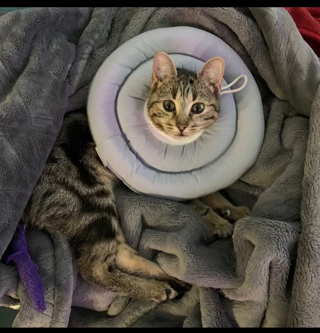 Lost cat in Austin, TX, 78744