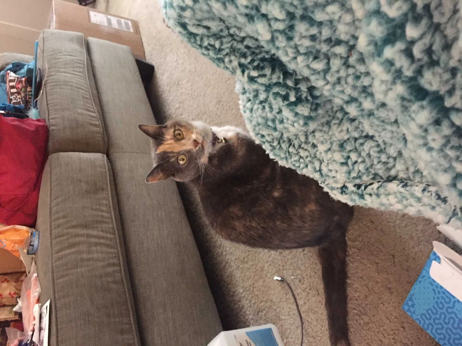 Lost cat in West Jordan, UT, 84088