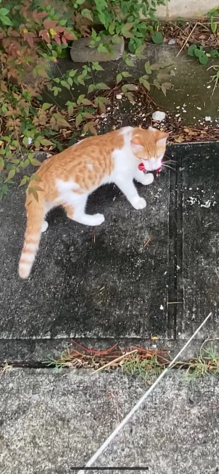 Lost cat in Inarajan, GU, 96917