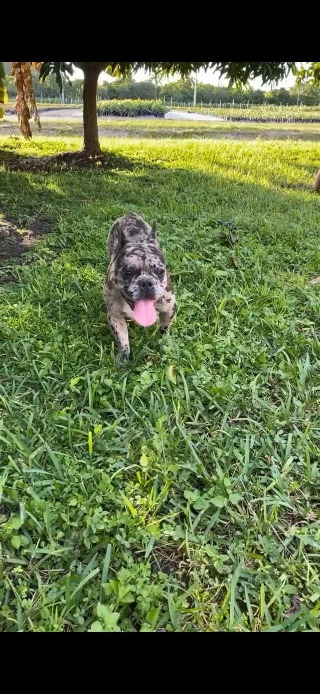 Lost dog in Miami, FL, 33177