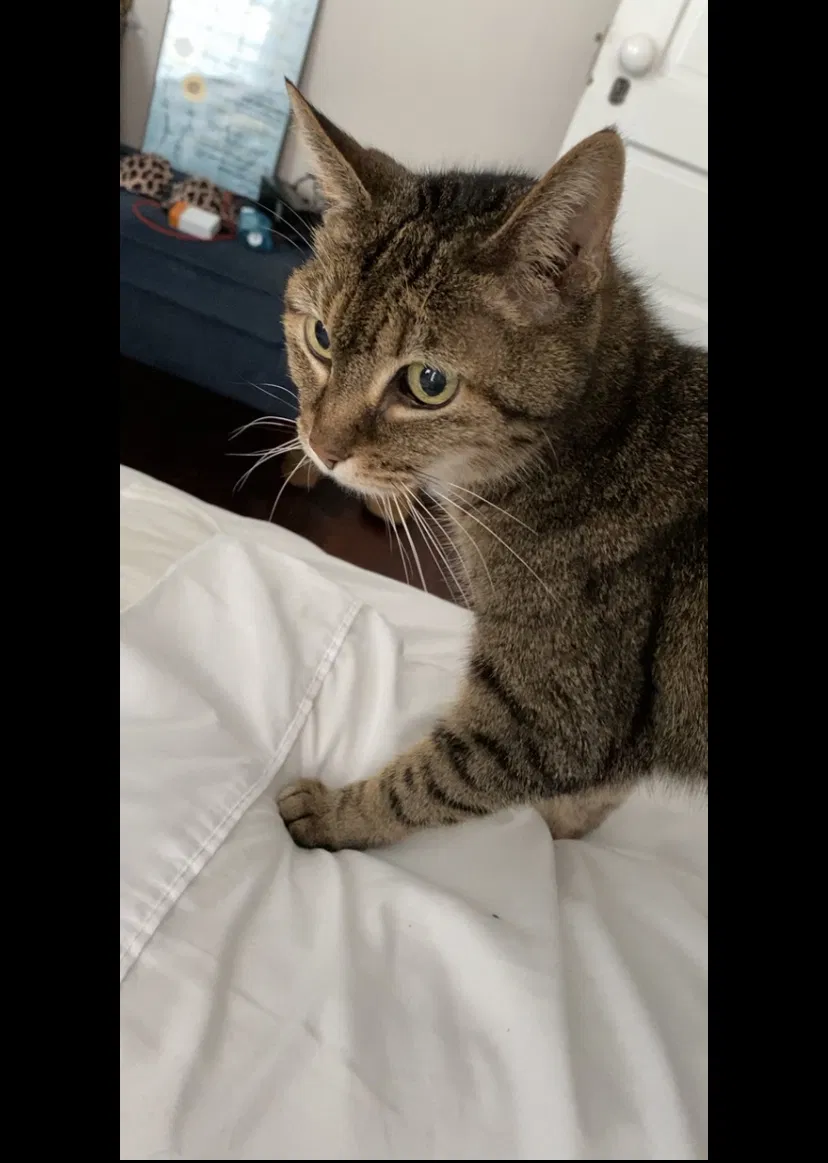 Lost cat in Henrico, VA, 23231