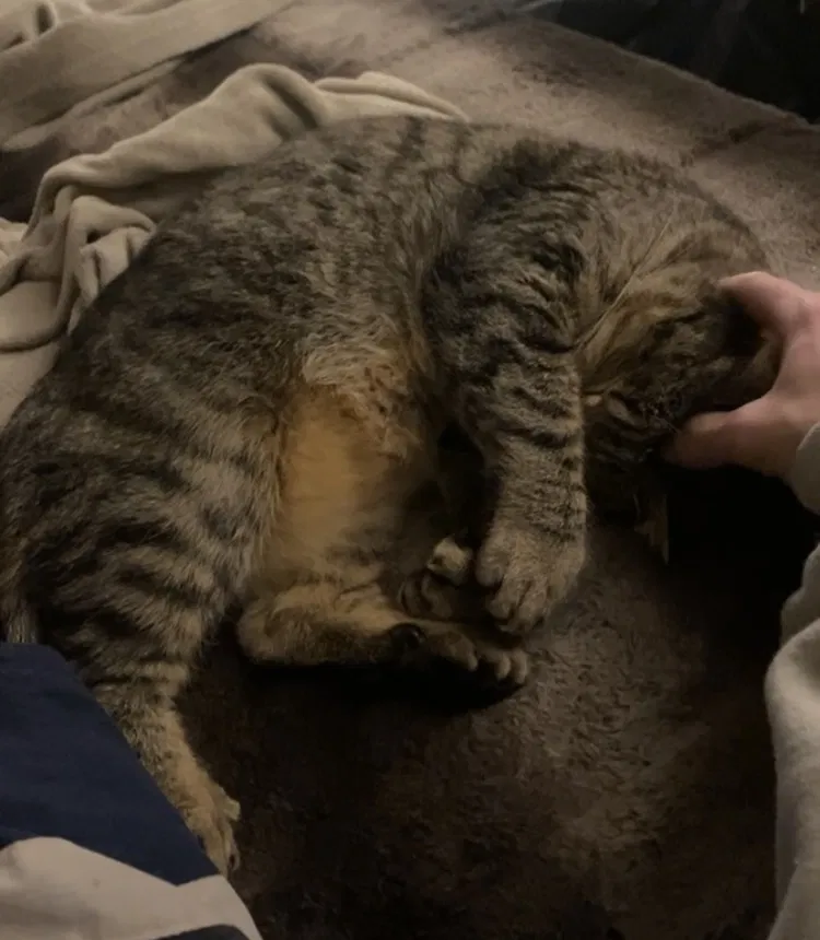 Lost cat in Boise, ID, 83704