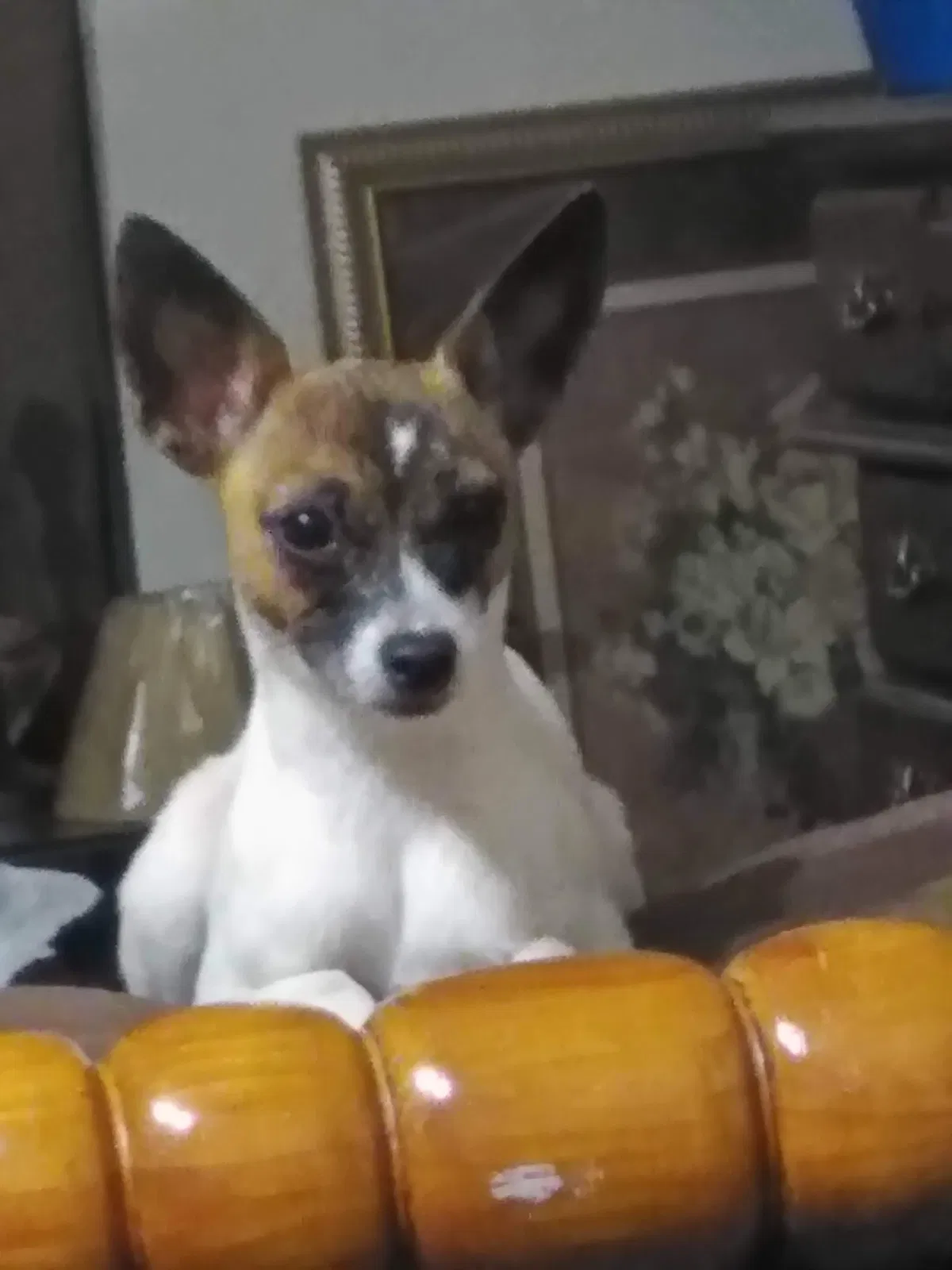 Lost dog in Dallas, TX, 75216