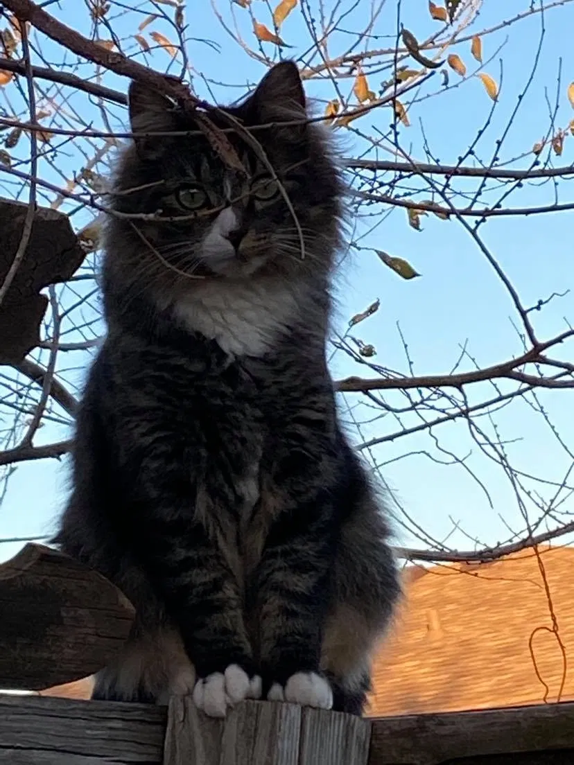 Lost cat in Lawton, OK, 73505