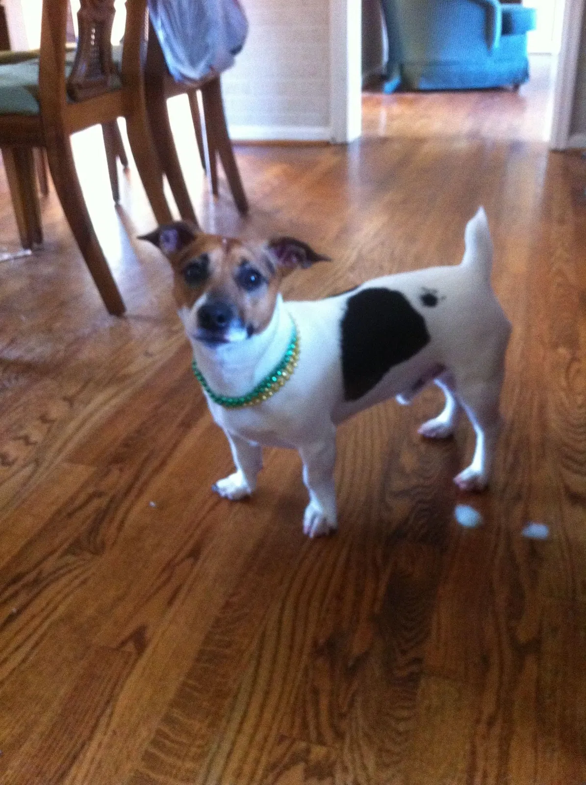 Lost dog in Millbrook, AL, 36054