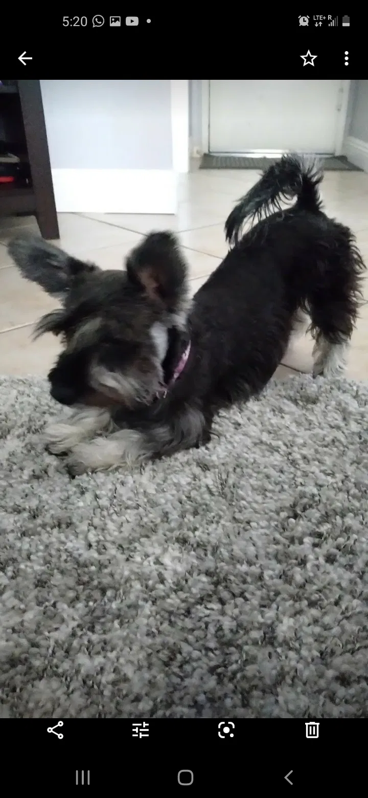 Lost dog in Hemet, CA, 92543