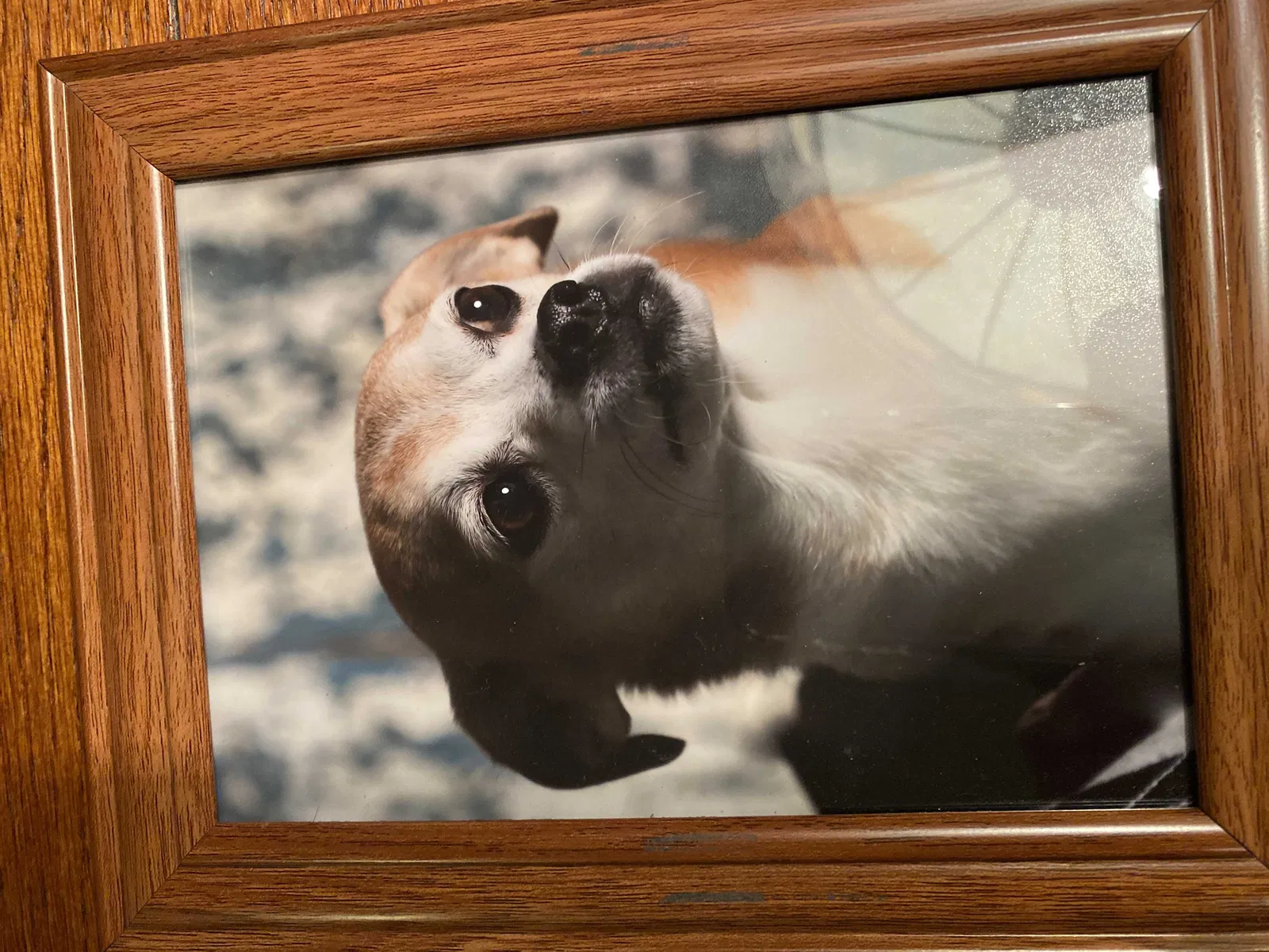 Lost dog in Sparta, NC, 28675