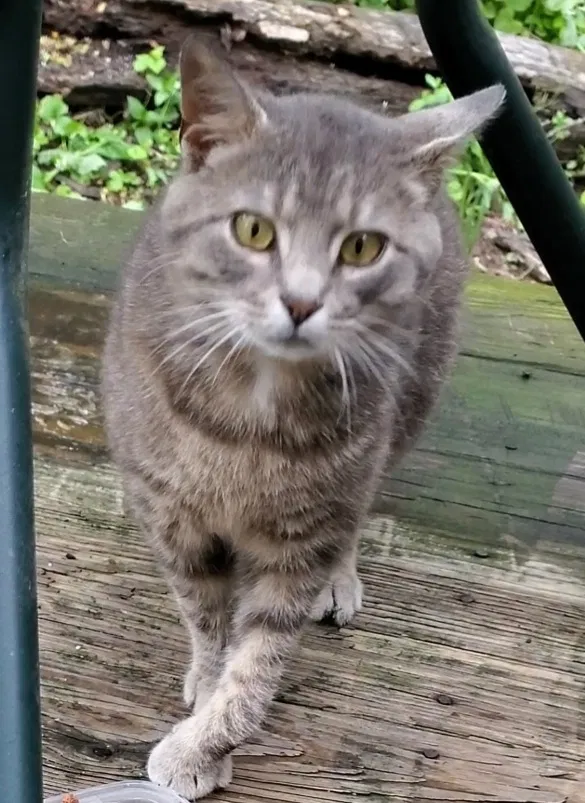 Lost cat in Jeannette, PA, 15644