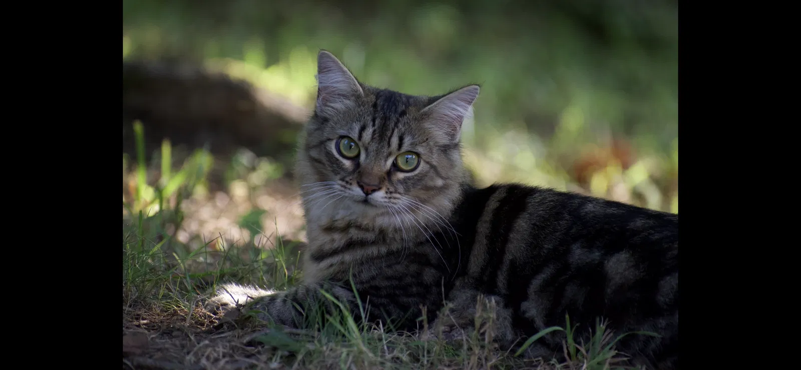 Lost cat in Clinton, TN, 37716