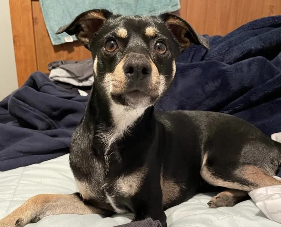 Lost dog in Richmond, TX, 77469